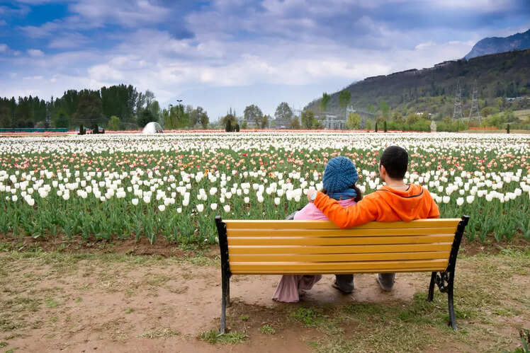 Tulip Gardens, Srinagar