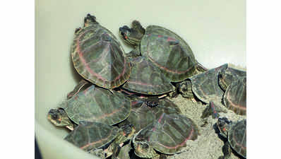 No fund to feed turtles hatched at Sarnath centre for two years