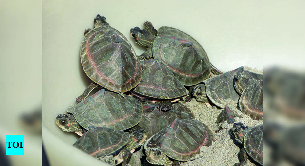 Sarnath Turtle Breeding Centre: No Fund To Feed Turtles Hatched At ...