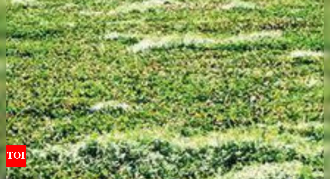 Muda: Muda Joins Hands With Ngo To Rejuvenate Dying Lakes | Mysuru News ...