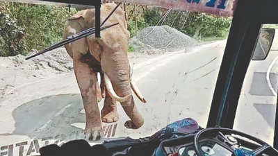 Kerala: Wild elephant 'Padayappa' terrorizes Munnar residents yet again