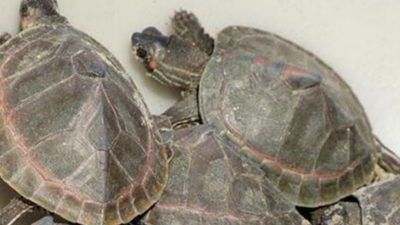 Varanasi: No fund to feed turtles hatched at Sarnath centre for two ...