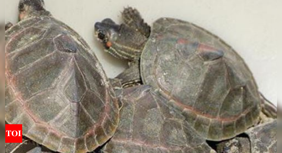 Varanasi: No Fund To Feed Turtles Hatched At Sarnath Centre For Two 