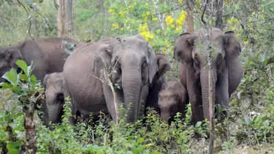 Madhya Pradesh: Elephants on mahua trail kill 3 more villagers, toll rises to 5 in 2 days