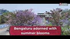 Pink blossoms spotted across Bengaluru