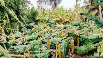 Chamarajanagar: Untimely Rain Destroys Standing Crops In 183 Hectares ...