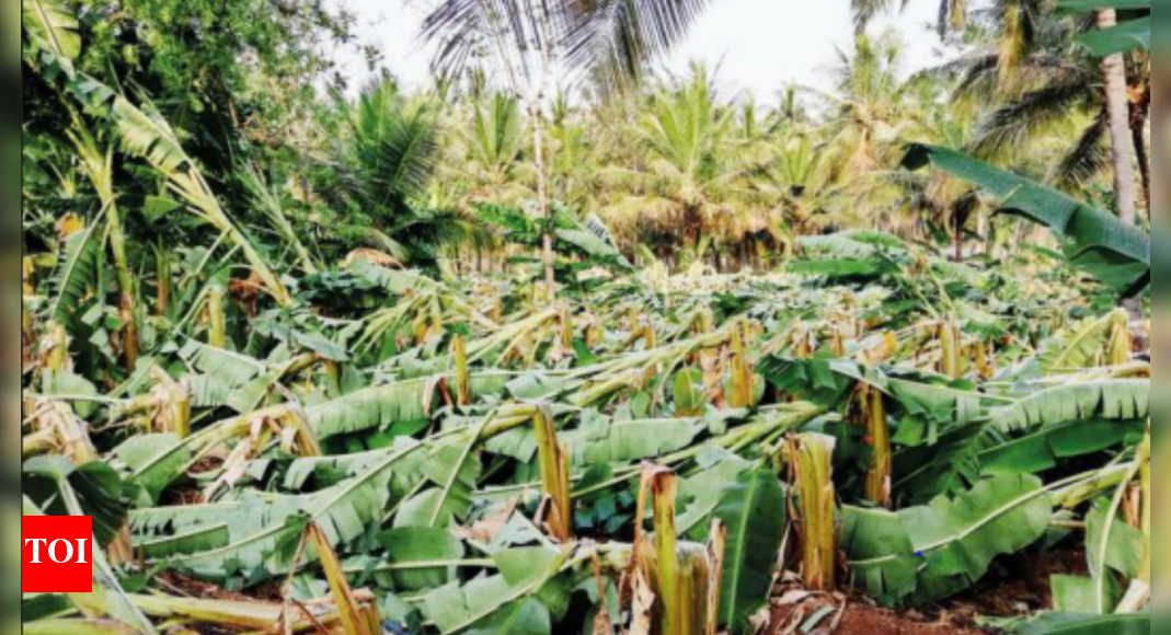 Chamarajanagar: Untimely Rain Destroys Standing Crops In 183 Hectares ...