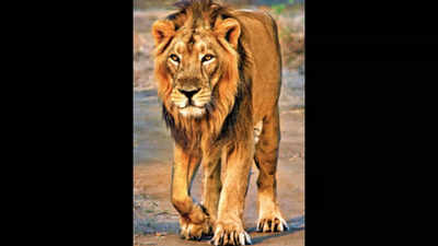 Pure-bred Asiatic Lions From Sakkarbaug Set To Fly Abroad | Rajkot News -  Times of India