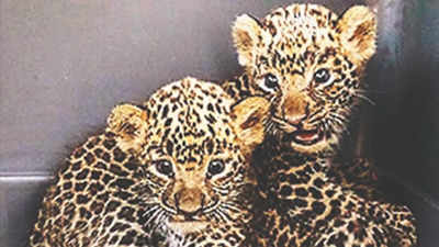 After waiting 1 week for mother, leopard cub to be shifted to Uttar Pradesh's Gokarkhpur zoo