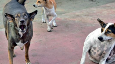 Over 4 fold rise in Bhubaneswar dog bite cases