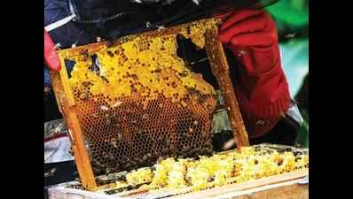 New co-op society to make beekeeping lucrative business