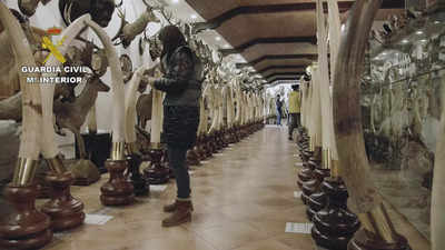 Spain probes private taxidermy museum with 1,000 animals - Times of India