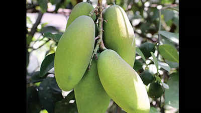 Andhra Pradesh: Loot by middlemen, crop loss make mango farmers worried lot