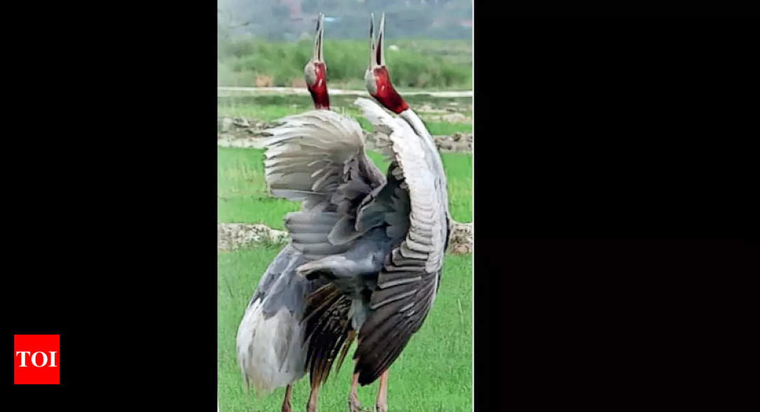 Why three isn't a crowd anymore for the faithful sarus crane Delhi News  Times of India