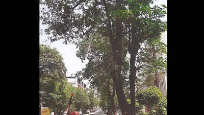 Noida: Why residents want alstonia trees gone