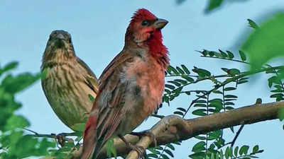 Noida: Winter birds take flight, summer guests in