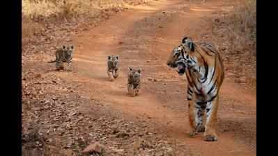 Tourists delighted as Junabai, 3 cubs spotted safe and sound