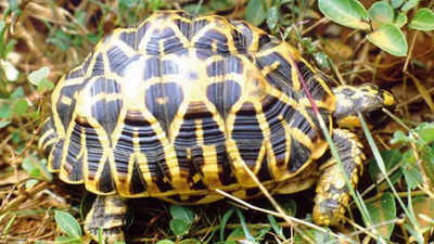 Star tortoise smuggling back in Chennai as airlines resume flights