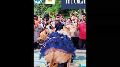 Dog show returns to Chennai after 2 years