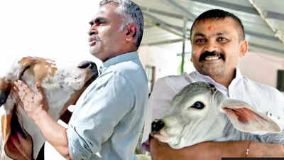 Cow Biz Profitable For Entrepreneurs | Ahmedabad News - Times of India