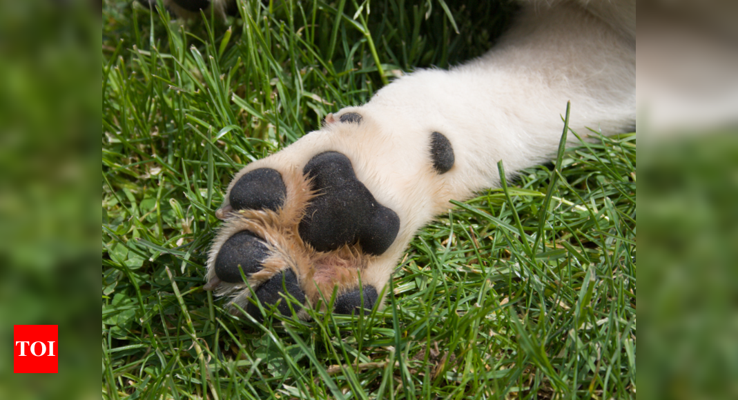 Why dog's paws pads sometimes smell like savoury popcorn!