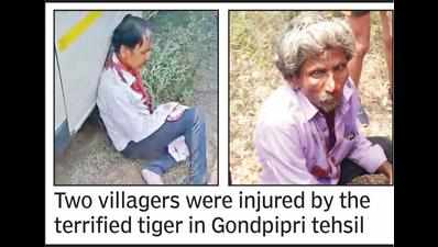 Tiger charges at Chanda mob, injures two; capturing order issued