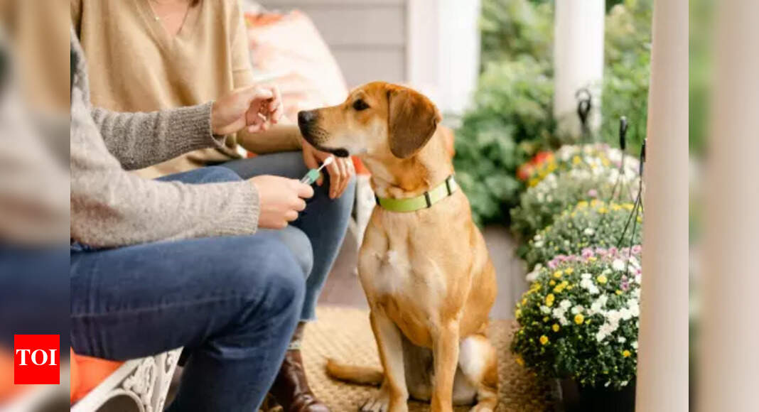 Prime Pup Denim Dog Collar And Leash