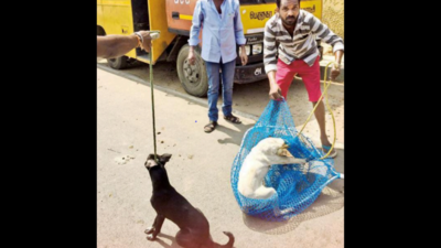 Strays picked up in inhuman manner ahead of CM MK Stalin event in Chennai