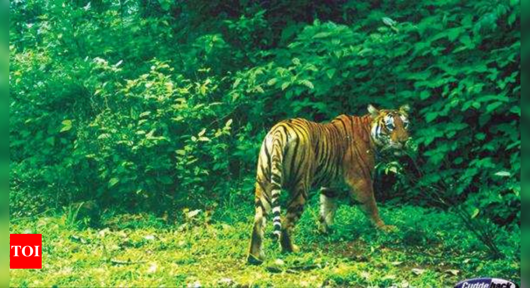 tiger in forest