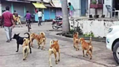 Dog-bite spree sparks panic in Madhya Pradesh's Vidisha; over 50 injured