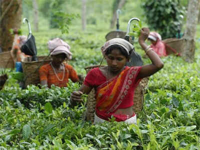 Draft tea bill proposes to remove licenses, archaic provisions