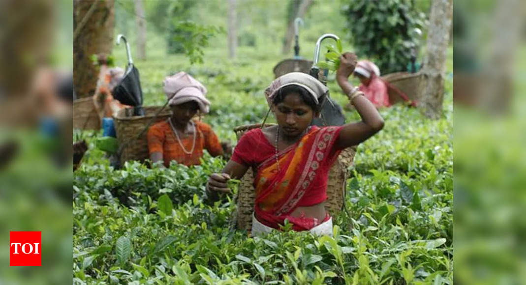 Draft tea bill proposes to remove licenses, archaic provisions – Times of India