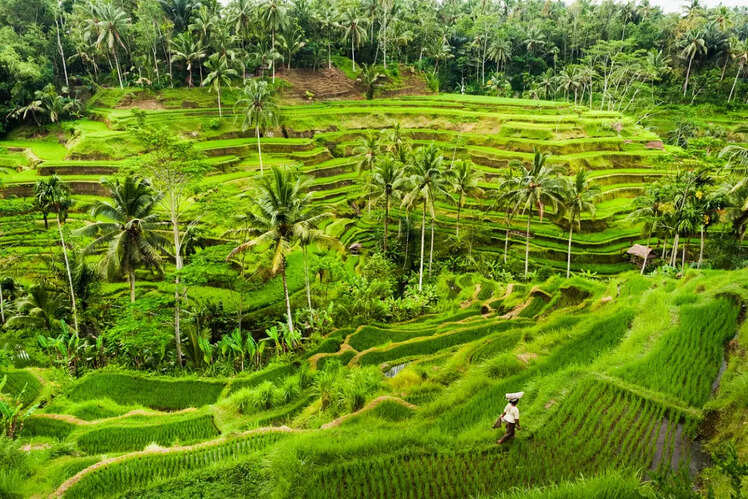 ​Day 4: Ubud