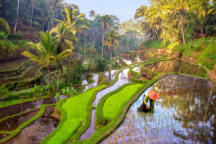 ​Day 5: Continue exploring Ubud