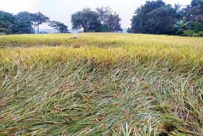 Unseasonal rain affects 50% of paddy crops | Goa News - Times of India