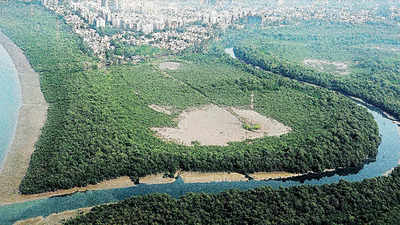Mumbai: 11,000 hectare mangroves protected in 2 years, 1,000 more to come under forest shield