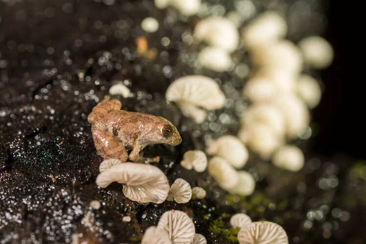 Goa for herp and nature lovers