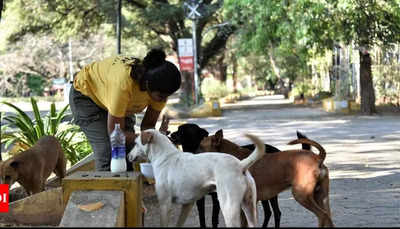 Animal lovers in Kolkata help strays beat the heat