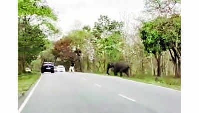 Narrow escape for tourist who violated rule inside Bandipur