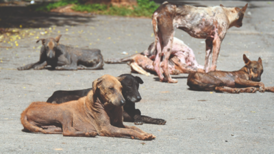 Plaints Of Cruelty Against Dogs Surge | Lucknow News - Times of India