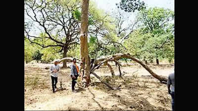 Aurangabad: Tree census begins at Himayat Bagh