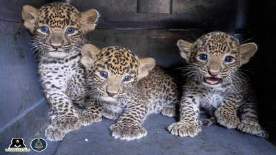 Maharashtra: Four leopard cubs reunite with mother in Pune