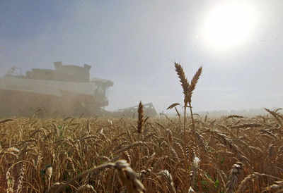 Ukraine war: How India is likely to step up amid global wheat shortage