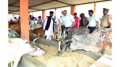10 caretakers at 4 shelters given duties for better upkeep of cows