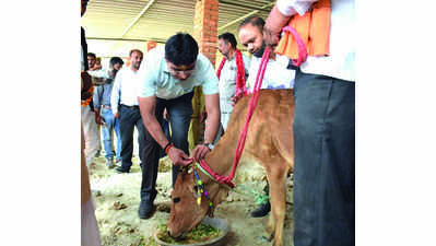 10 caretakers at 4 shelters given duties for better upkeep of cows