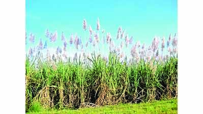 In Uttar Pradesh, sugarcane farmers earn well & are paid soon: Delegation