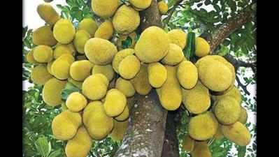 Govt sets sights on commercial cultivation of jackfruit trees