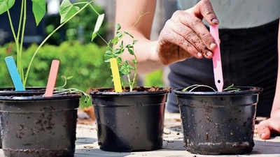 Money grows at home: How Delhi is sowing seeds of urban farming