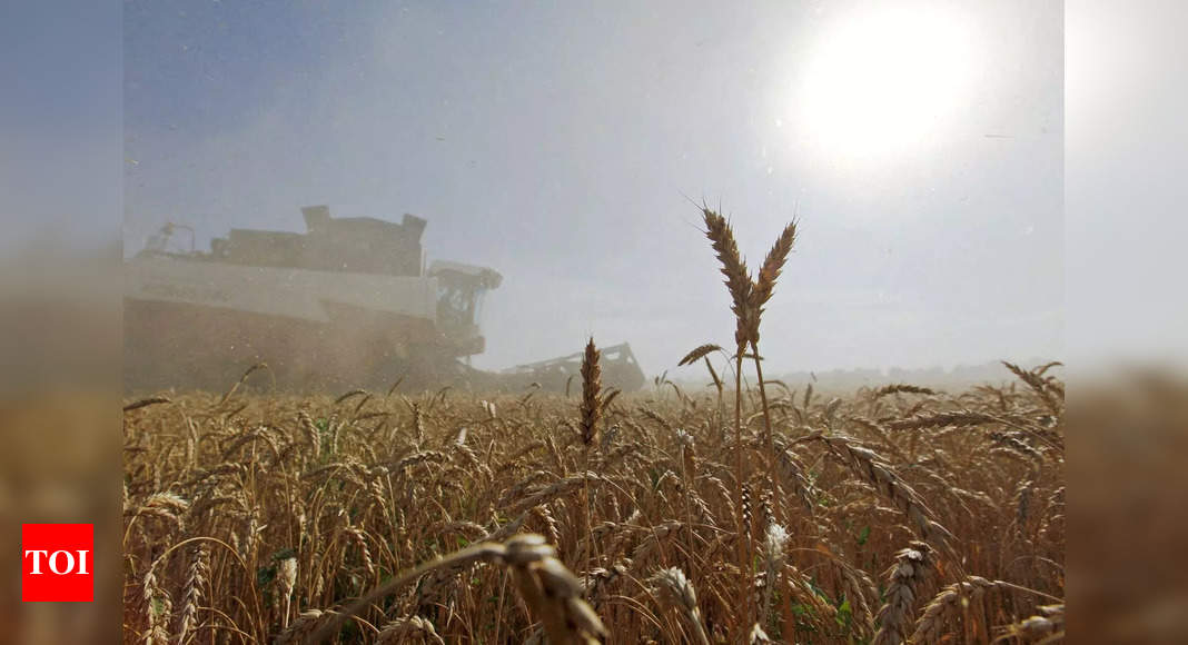 As private players pay more, govt wheat buy may hit a 10-year low | India News – Times of India