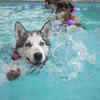 Alpha dog best sale swimming pool